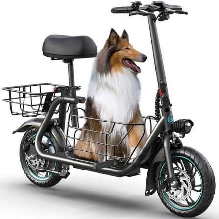 electric scooter with dog carrier
